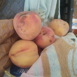 Beasley's Farm Market