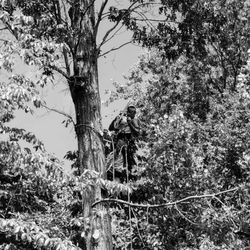 Yard Dogs Tree Works - about to take down this 80 ft red oak