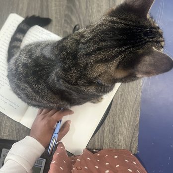 Tail Town - I was trying to journal lol - Pet Adoption Near Me - Pasadena, California Tail Town - I was trying to journal lol - Pet Adoption Near Me - Pasadena, California