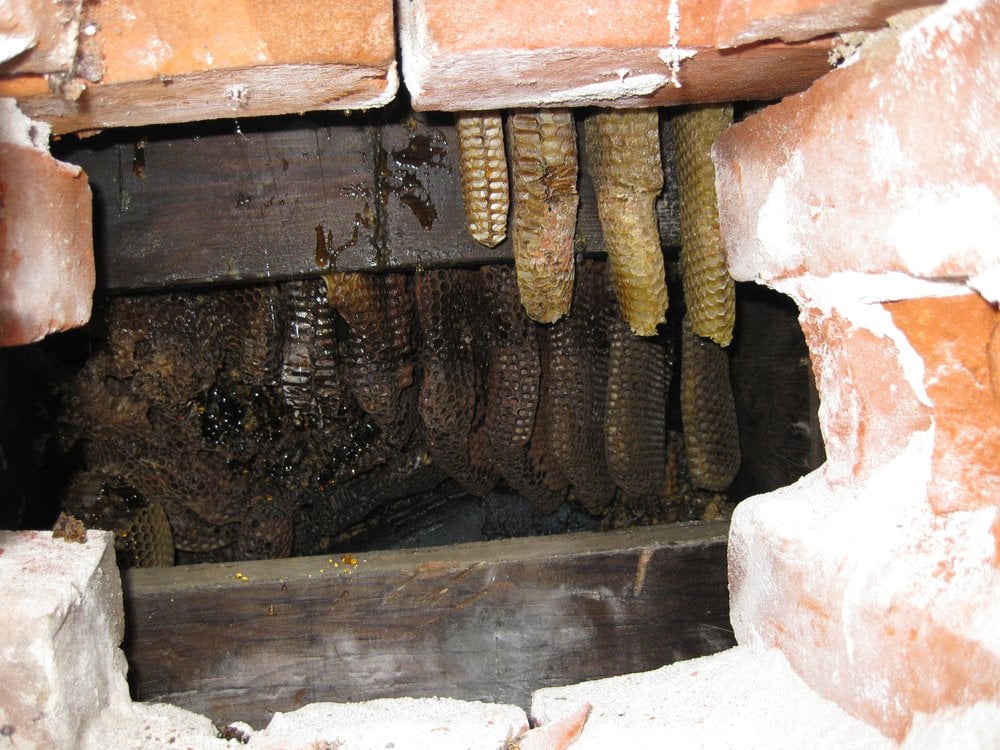 ACTION BEE REMOVAL - Updated June 2026 - 42 Reviews - 3943 Irvine Blvd ...