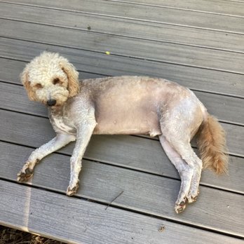 U Dirty Dawg - Not sure why I was charged an extra dematting fee if they shaved him!?This cost $75 - Pet Training Near Me - Greenwood, Indiana U Dirty Dawg - Not sure why I was charged an extra dematting fee if they shaved him!?This cost $75 - Pet Training Near Me - Greenwood, Indiana