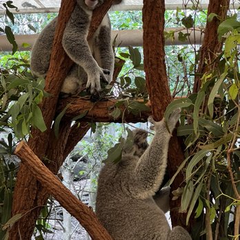 Lone Pine Koala Sanctuary - Koalas in enclosures right next to the cafe - Zoos Near Me - Fig Tree Pocket, QLD