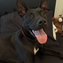 Red Dog Hound & Tack Supply - New collar that Noctis loves!