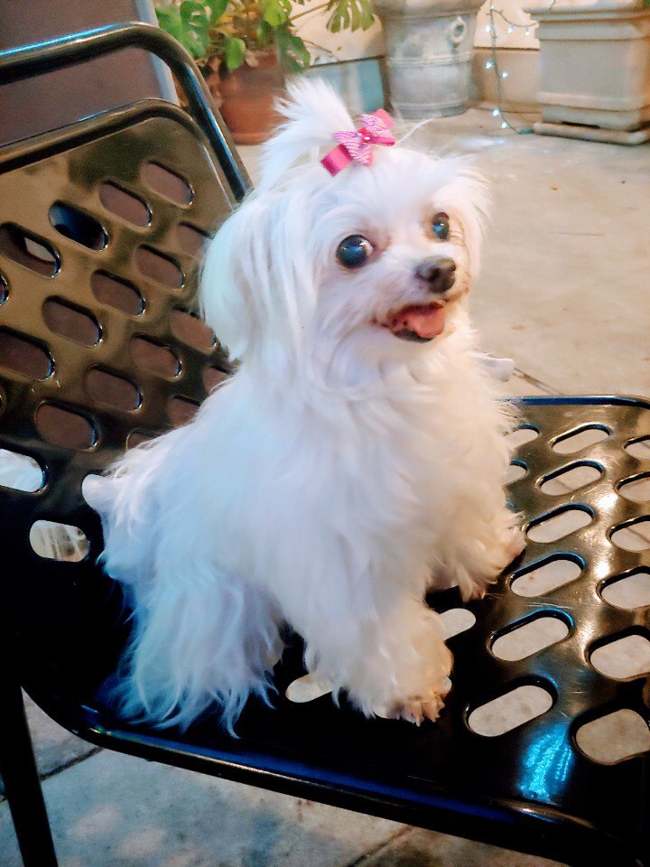 Mung Puppy Store 224 Photos & 113 Reviews Pet Groomers 184 S