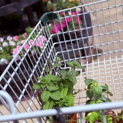 Frey's Greenhouse