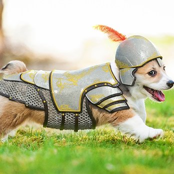 Lawn Doctor - a dog dressed in armor - Lawn Services Near Me Lawn Doctor - a dog dressed in armor - Lawn Services Near Me