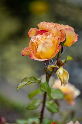 Berkeley Rose Garden by null