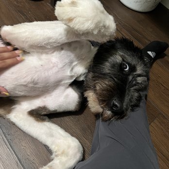 Loyal Pet Sitters - belly rubs are always wanted - Pet Sitting Near Me Loyal Pet Sitters - belly rubs are always wanted - Pet Sitting Near Me
