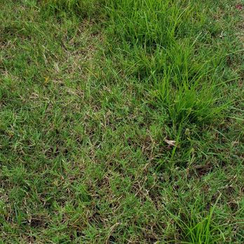 TruGreen Lawn Care - Tree Services Near Me - Columbus, Georgia TruGreen Lawn Care - Tree Services Near Me - Columbus, Georgia