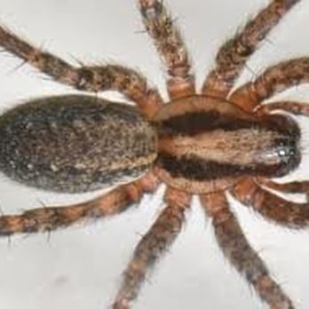 Rayco Pest Control - Hobo spider ( aggressive house spider ) - Pest Control Near Me