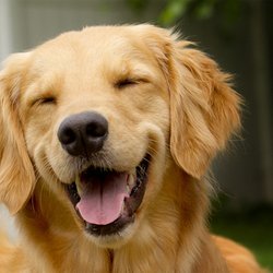 Heart Of Texas SPCA - Doug Schlien