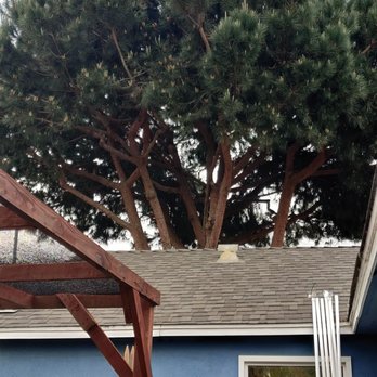 Cisnero's Tree Care - Before trimming. - Tree Services Near Me Cisnero's Tree Care - Before trimming. - Tree Services Near Me