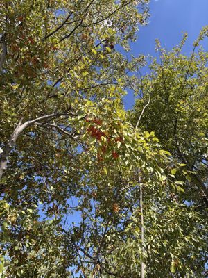 Pershing Field Park by null