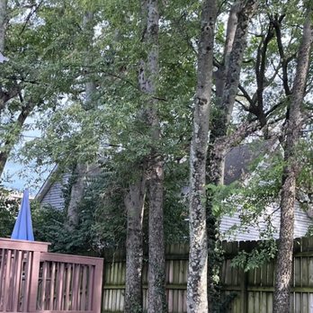 Red Woodpecker Tree Service - RW - Tree Services Near Me - White House, Tennessee Red Woodpecker Tree Service - RW - Tree Services Near Me - White House, Tennessee