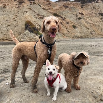 Zip Dog Adventures - Dog Walkers Near Me Zip Dog Adventures - Dog Walkers Near Me
