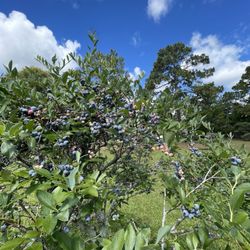 Williams Blueberry Farm