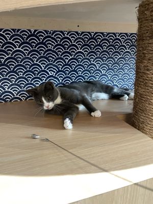 Kokoro Cat Café by null