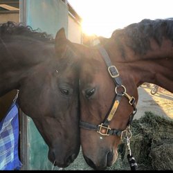 Steve Wiberg Horseshoeing - Felix and Willow reunited at the Horse Park in Woodside after going to separate barns.