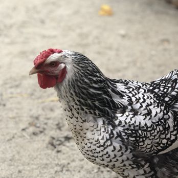 Playhouse Preschool - Our chicken Flower - Preschools Near Me - Sacramento, California Playhouse Preschool - Our chicken Flower - Preschools Near Me - Sacramento, California