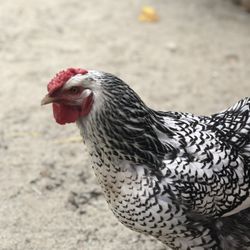 Playhouse Preschool - Our chicken Flower