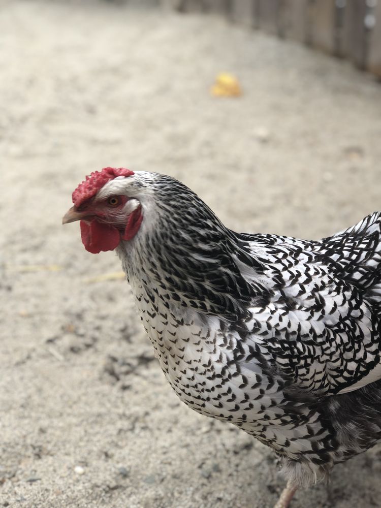 Playhouse Preschool - childcare center in Sacramento, CA