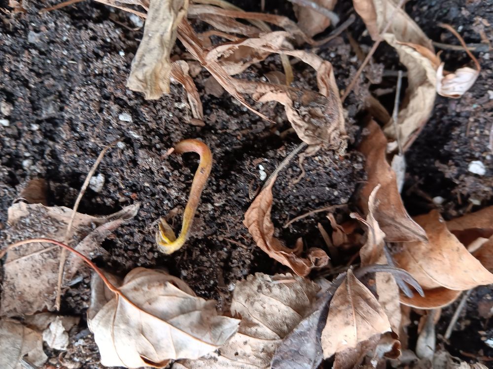 NATIVE WILDFLOWERS NURSERY Updated September 2024 15 Photos & 17