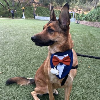 Precious Pet Care - Dog Ring Bearer - Pet Sitting Near Me - San Diego, California