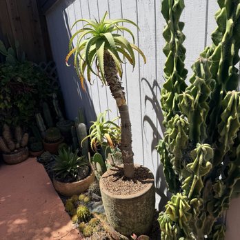 Cactus Jungle - Repotted! - Nurseries & Gardening Near Me - San Anselmo, California Cactus Jungle - Repotted! - Nurseries & Gardening Near Me - San Anselmo, California