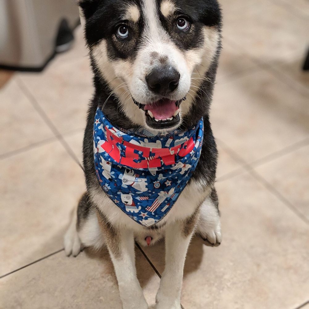 Rockabilly Petz - My sweet boy Keno sporting his new hanky with his name stencilled on it, courtesy of Rockabilly's. - Pet Boarding Near Me Rockabilly Petz - My sweet boy Keno sporting his new hanky with his name stencilled on it, courtesy of Rockabilly's. - Pet Boarding Near Me