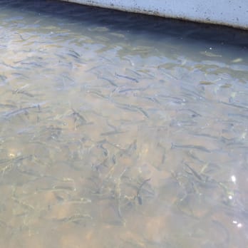 Nimbus Fish Hatchery - Salmon babies !! - Aquariums Near Me - Gold River, California Nimbus Fish Hatchery - Salmon babies !! - Aquariums Near Me - Gold River, California