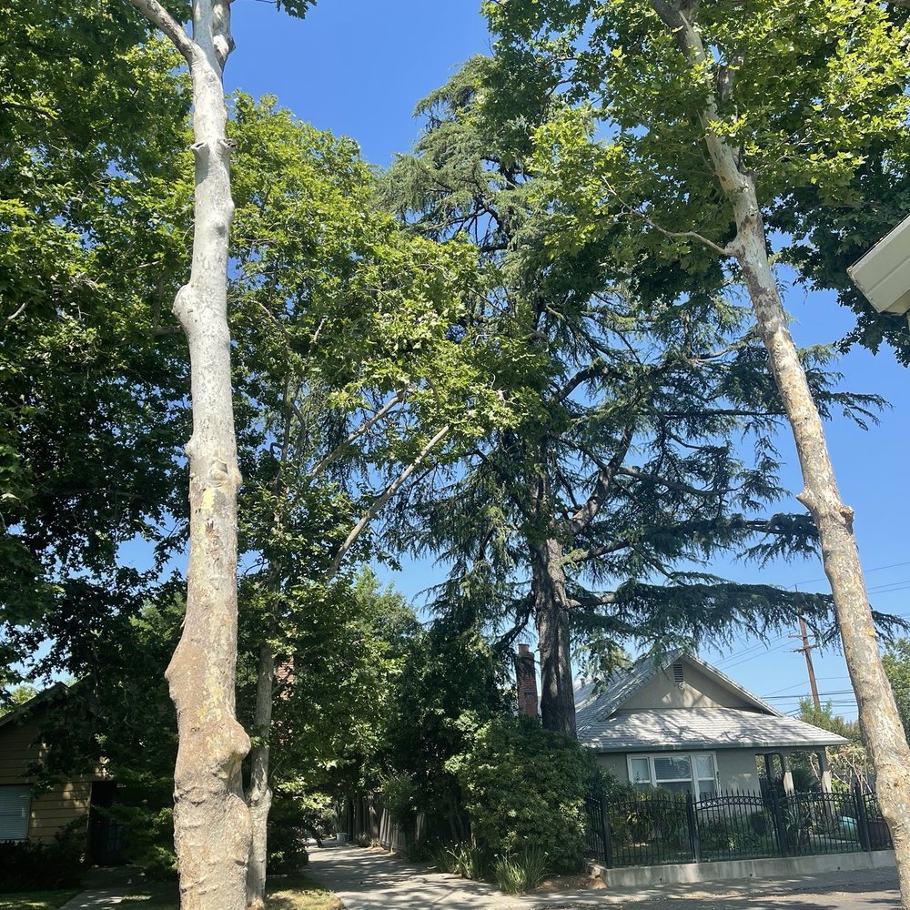 Trees R US - Trees that were trimmed. - Tree Services Near Me Trees R US - Trees that were trimmed. - Tree Services Near Me