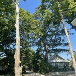 Trees that were trimmed.