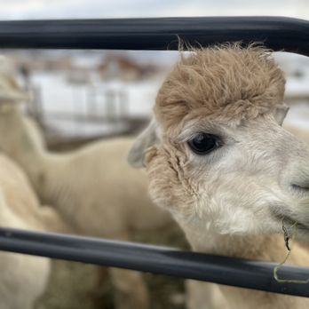 Sopris Alpaca Ranch - Ranches Near Me - Silt, Colorado