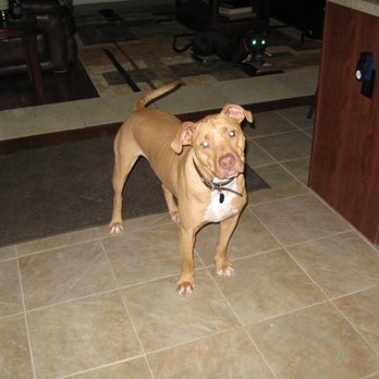 ZooKeepers Pet Sitting - Dog Walkers Near Me ZooKeepers Pet Sitting - Dog Walkers Near Me