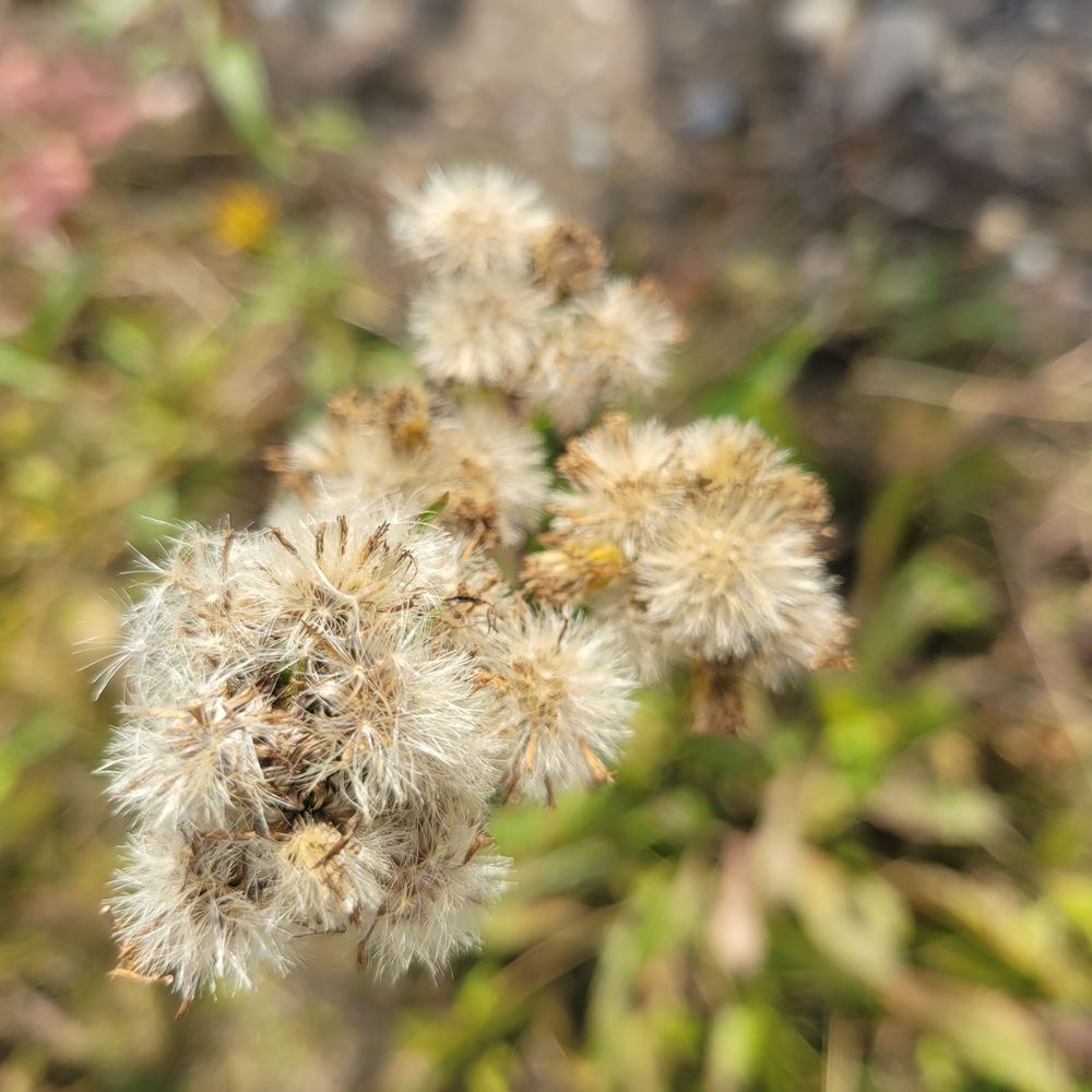 Skilak Lake Recreation Area Logo