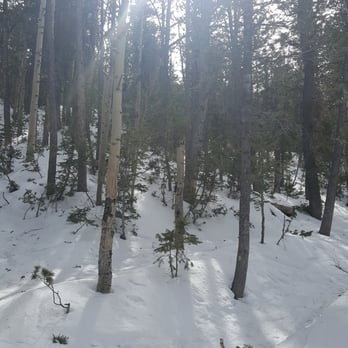 Bristlecone Trail - Hiking Near Me - Mount Charleston, Nevada
