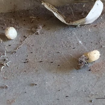 American Desert Pest Control - Black Widow eggs can hold 200 spiders and look very much like Kix cereal! Watch your children! - Pest Control Near Me American Desert Pest Control - Black Widow eggs can hold 200 spiders and look very much like Kix cereal! Watch your children! - Pest Control Near Me