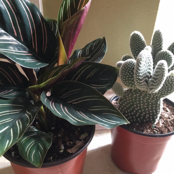Perfect Choice Nursery - Nurseries & Gardening Near Me - Southwest Ranches, Florida Perfect Choice Nursery - Nurseries & Gardening Near Me - Southwest Ranches, Florida