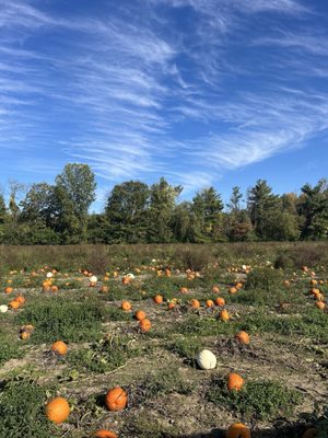 Rulfs Orchard by null