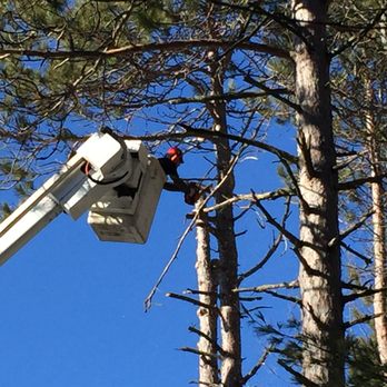TLC Tree Service - beautiful blue maine winter sky - Tree Services Near Me
