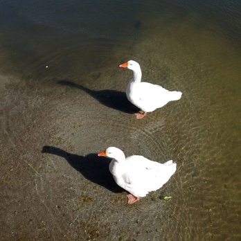 Mountain Lakes Resort - Coolest ducks ever! They are always at the lake:) - Campgrounds Near Me - Lytle Creek, California Mountain Lakes Resort - Coolest ducks ever! They are always at the lake:) - Campgrounds Near Me - Lytle Creek, California