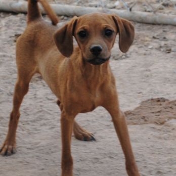Cedar Oaks Rescue - I need a new family! - Animal Shelters Near Me Cedar Oaks Rescue - I need a new family! - Animal Shelters Near Me