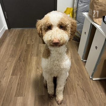 Bark Avenue Pdx - Pet Groomers Near Me - Tigard, Oregon Bark Avenue Pdx - Pet Groomers Near Me - Tigard, Oregon