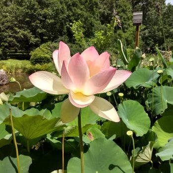 Memphis Botanic Garden - FLOWERS IN THE BUTTERFLY GARDEN. NO BUTTERFLIES FLYING - Botanical Gardens Near Me - Memphis, Tennessee
