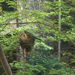Sky Lakes Cancer Treatment Center - Two robins are sitting on nests in the atrium right beside the giant bird mobile :)