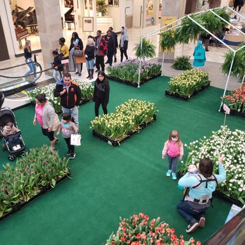 Tysons Corner Center - Tulips in the mall - Shopping Centers Near Me - Tysons, Virginia