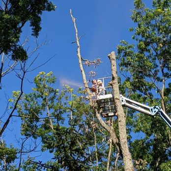 Top Notch Tree And Landscape - a man on a cherry picker - Tree Services Near Me Top Notch Tree And Landscape - a man on a cherry picker - Tree Services Near Me