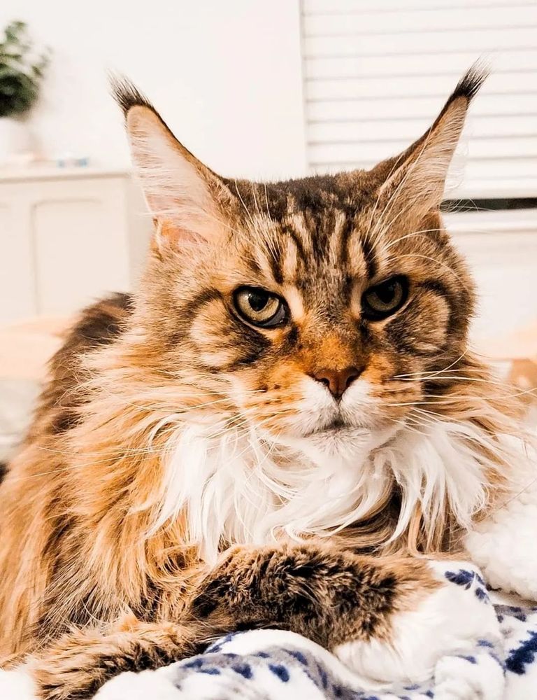 VETERINARY EMERGENCY GROUP 45 Photos & 93 Reviews 3845 E Colfax Ave