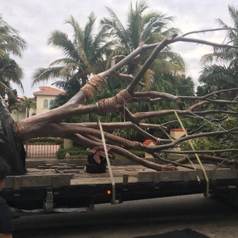 Sarasota Arborist - a large tree being removed from the back of a truck - Tree Services Near Me - Sarasota, Florida Sarasota Arborist - a large tree being removed from the back of a truck - Tree Services Near Me - Sarasota, Florida