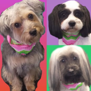 Pawfections - Ryman, Beigh and Winslow - Pet Groomers Near Me - Huntersville, North Carolina